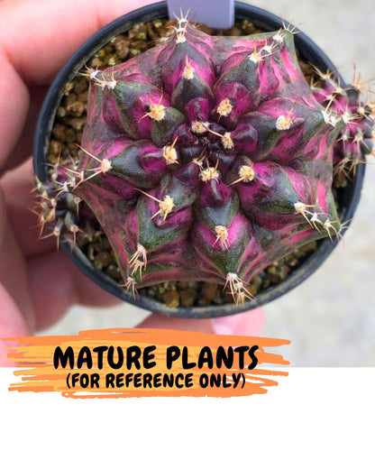 Gymnocalycium Purple Dahlia (gy11) (2) | Collector’s Edition