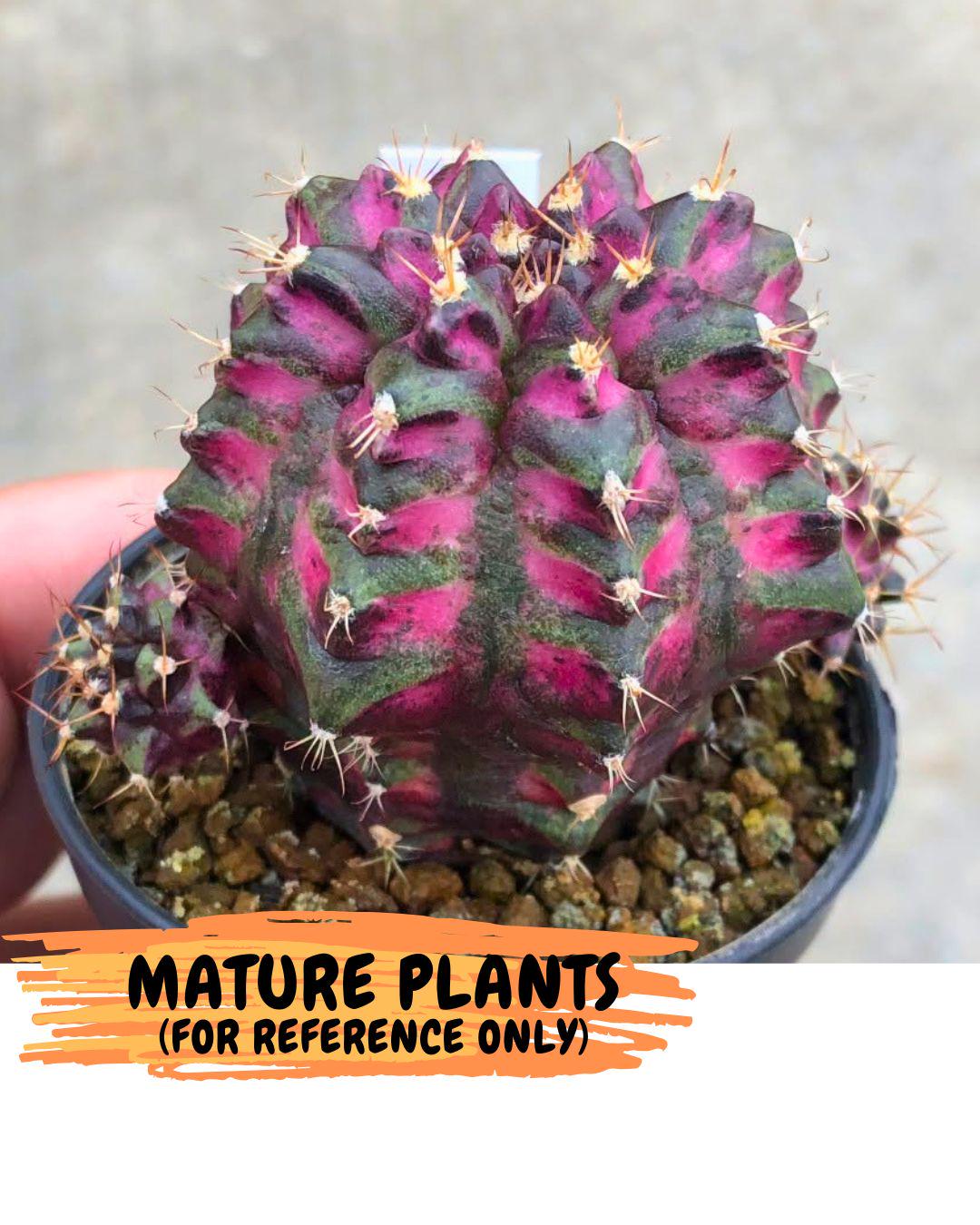 Gymnocalycium Purple Dahlia (gy11) (2) | Collector’s Edition