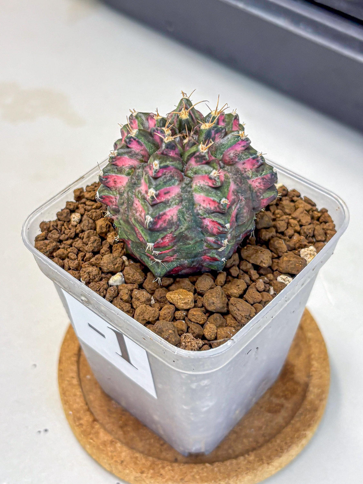 Gymnocalycium Purple Dahlia (gy11) (1) | Collector’s Edition