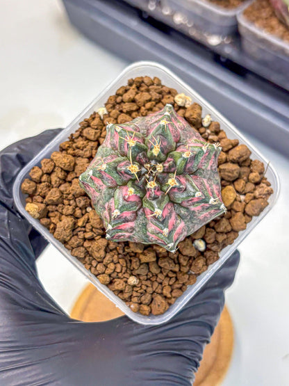 Gymnocalycium Purple Dahlia (gy11) (1) | Collector’s Edition