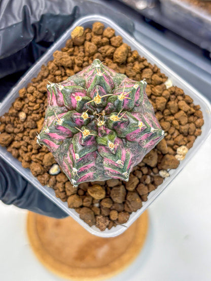 Gymnocalycium Purple Dahlia (gy11) (1) | Collector’s Edition