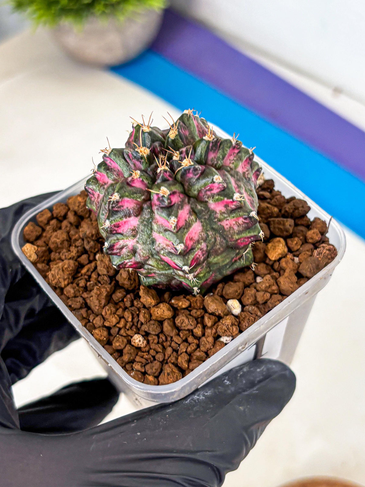 Gymnocalycium Purple Dahlia (gy11) (1) | Collector’s Edition