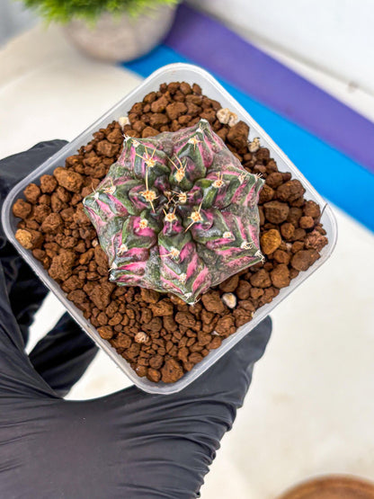 Gymnocalycium Purple Dahlia (gy11) (1) | Collector’s Edition