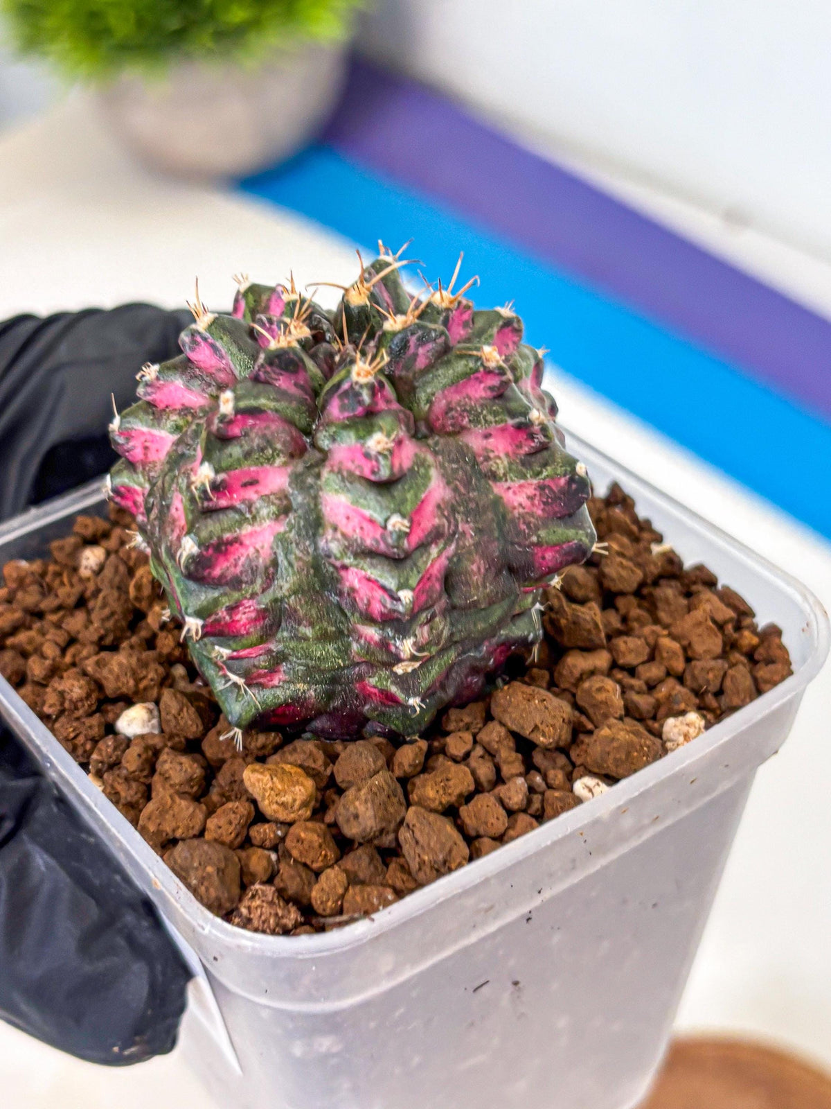 Gymnocalycium Purple Dahlia (gy11) (1) | Collector’s Edition