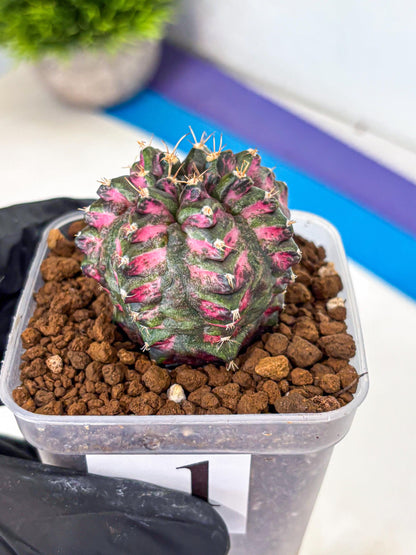 Gymnocalycium Purple Dahlia (gy11) (1) | Collector’s Edition