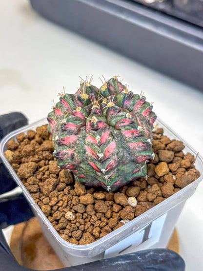 Gymnocalycium Purple Dahlia (gy11) (1) | Collector’s Edition
