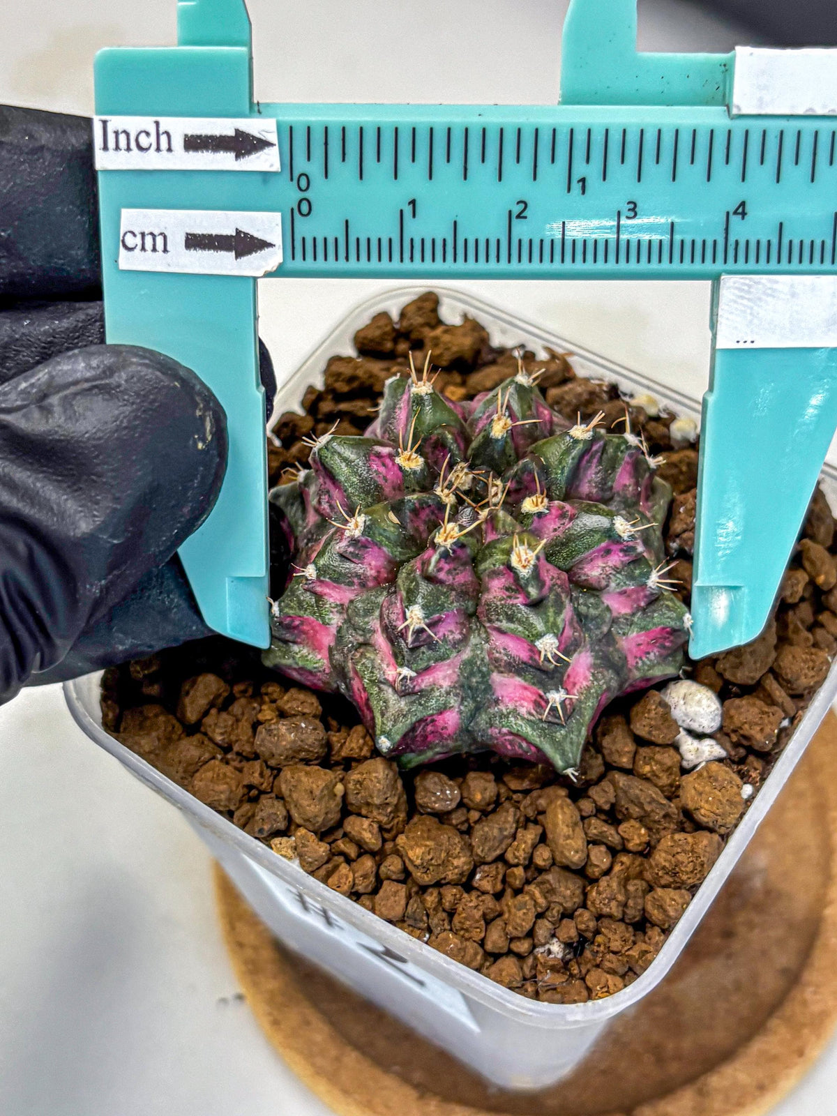 Gymnocalycium Purple Dahlia (gy11) (2) | Collector’s Edition