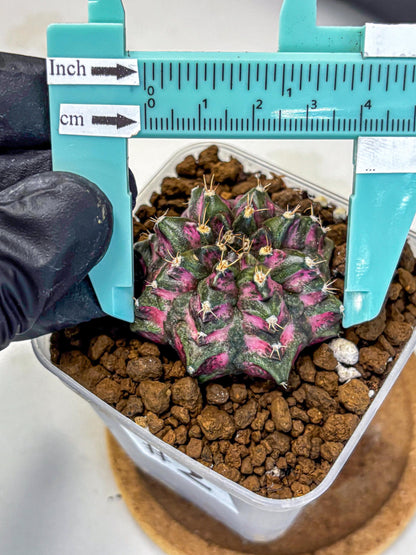 Gymnocalycium Purple Dahlia (gy11) (2) | Collector’s Edition