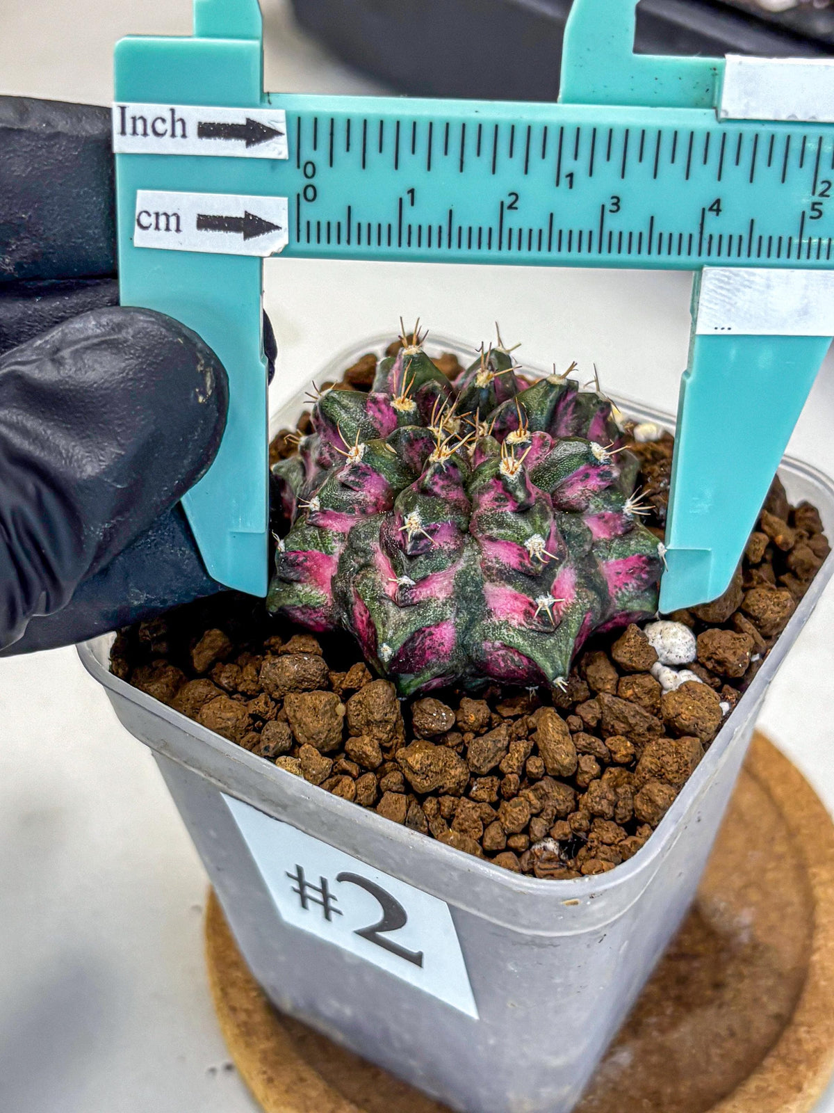 Gymnocalycium Purple Dahlia (gy11) (2) | Collector’s Edition