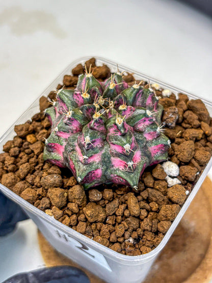 Gymnocalycium Purple Dahlia (gy11) (2) | Collector’s Edition