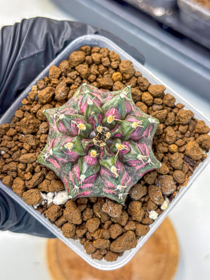 Gymnocalycium Purple Dahlia (gy11) (2) | Collector’s Edition