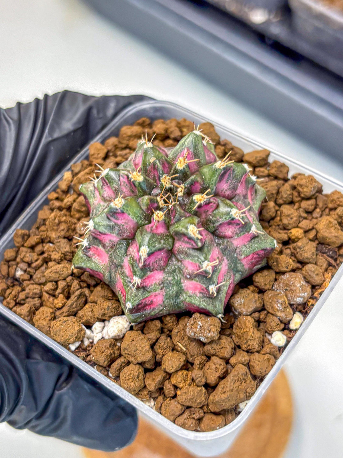 Gymnocalycium Purple Dahlia (gy11) (2) | Collector’s Edition