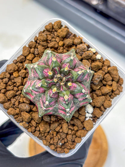 Gymnocalycium Purple Dahlia (gy11) (2) | Collector’s Edition