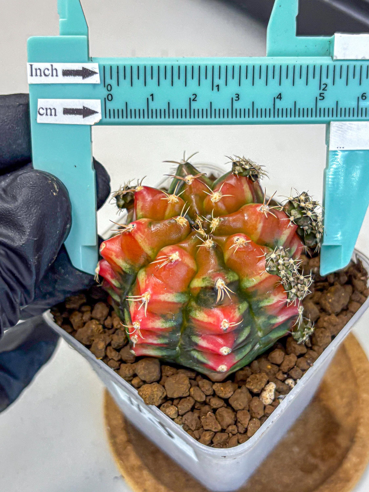 Gymnocalycium Sergeant Sam (gy11) (3) | Collector’s Edition