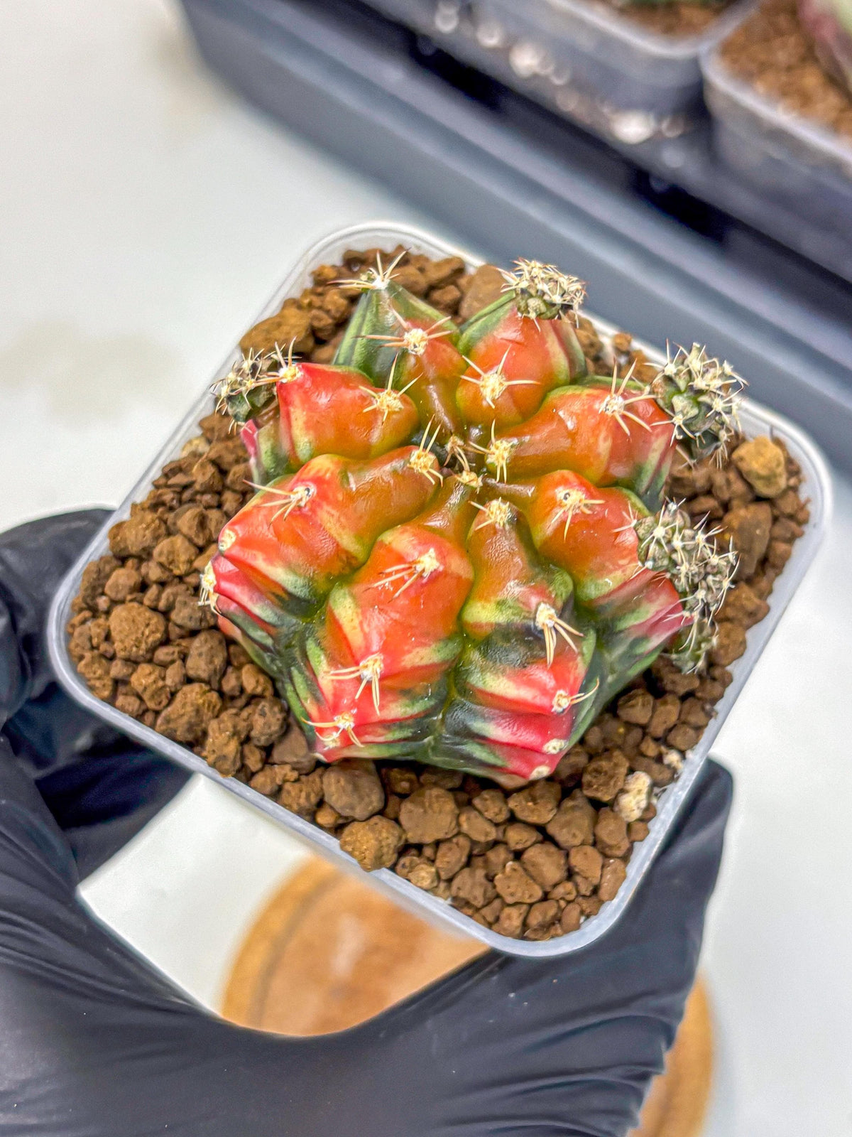 Gymnocalycium Sergeant Sam (gy11) (3) | Collector’s Edition
