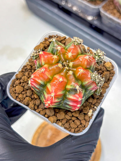 Gymnocalycium Sergeant Sam (gy11) (3) | Collector’s Edition