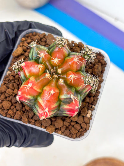 Gymnocalycium Sergeant Sam (gy11) (3) | Collector’s Edition