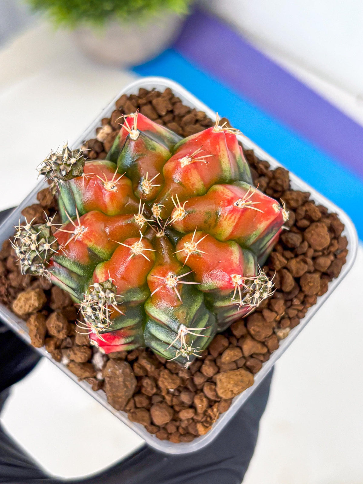 Gymnocalycium Sergeant Sam (gy11) (3) | Collector’s Edition
