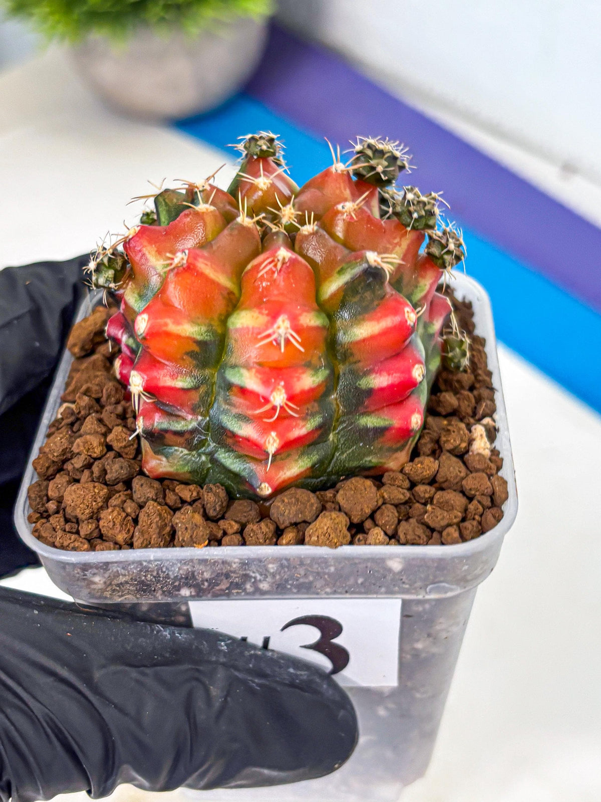 Gymnocalycium Sergeant Sam (gy11) (3) | Collector’s Edition