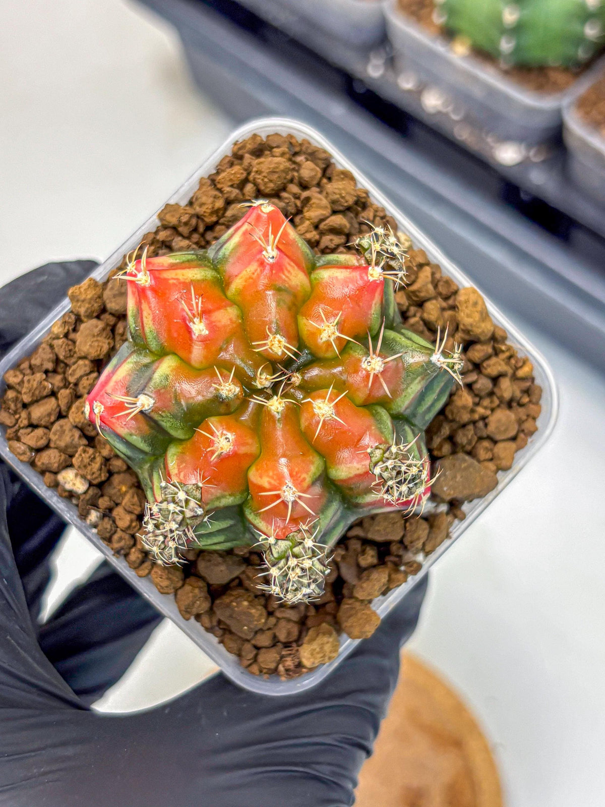 Gymnocalycium Sergeant Sam (gy11) (3) | Collector’s Edition