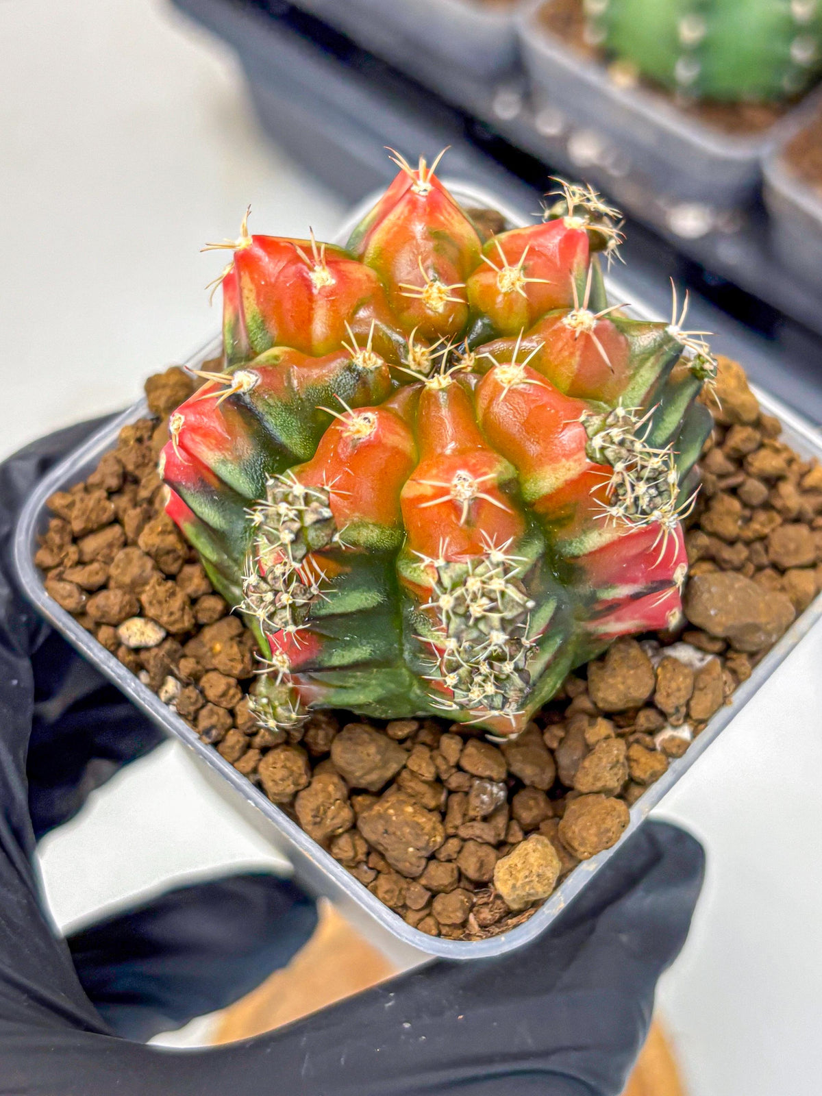 Gymnocalycium Sergeant Sam (gy11) (3) | Collector’s Edition