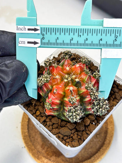 Gymnocalycium Sergeant Sam (gy11) (4) | Collector’s Edition