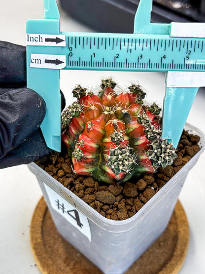 Gymnocalycium Sergeant Sam (gy11) (4) | Collector’s Edition