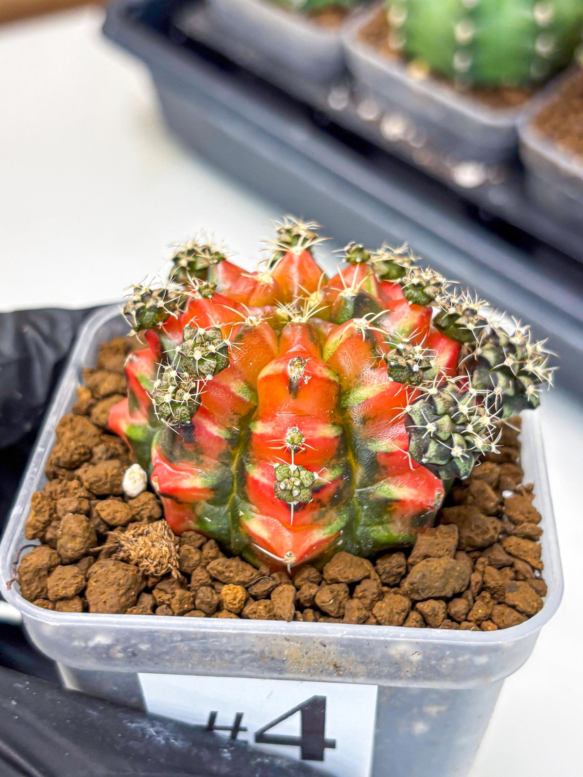 Gymnocalycium Sergeant Sam (gy11) (4) | Collector’s Edition