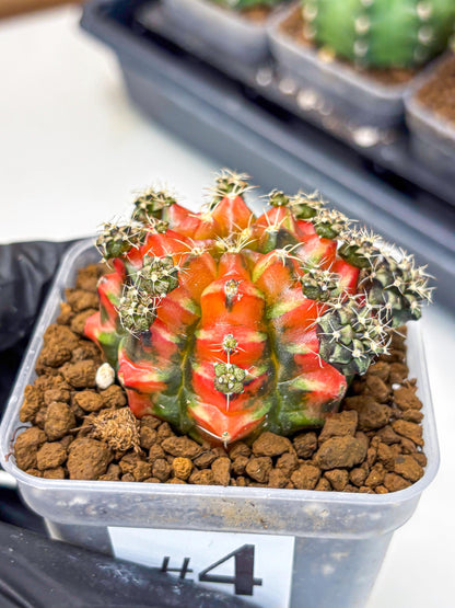 Gymnocalycium Sergeant Sam (gy11) (4) | Collector’s Edition