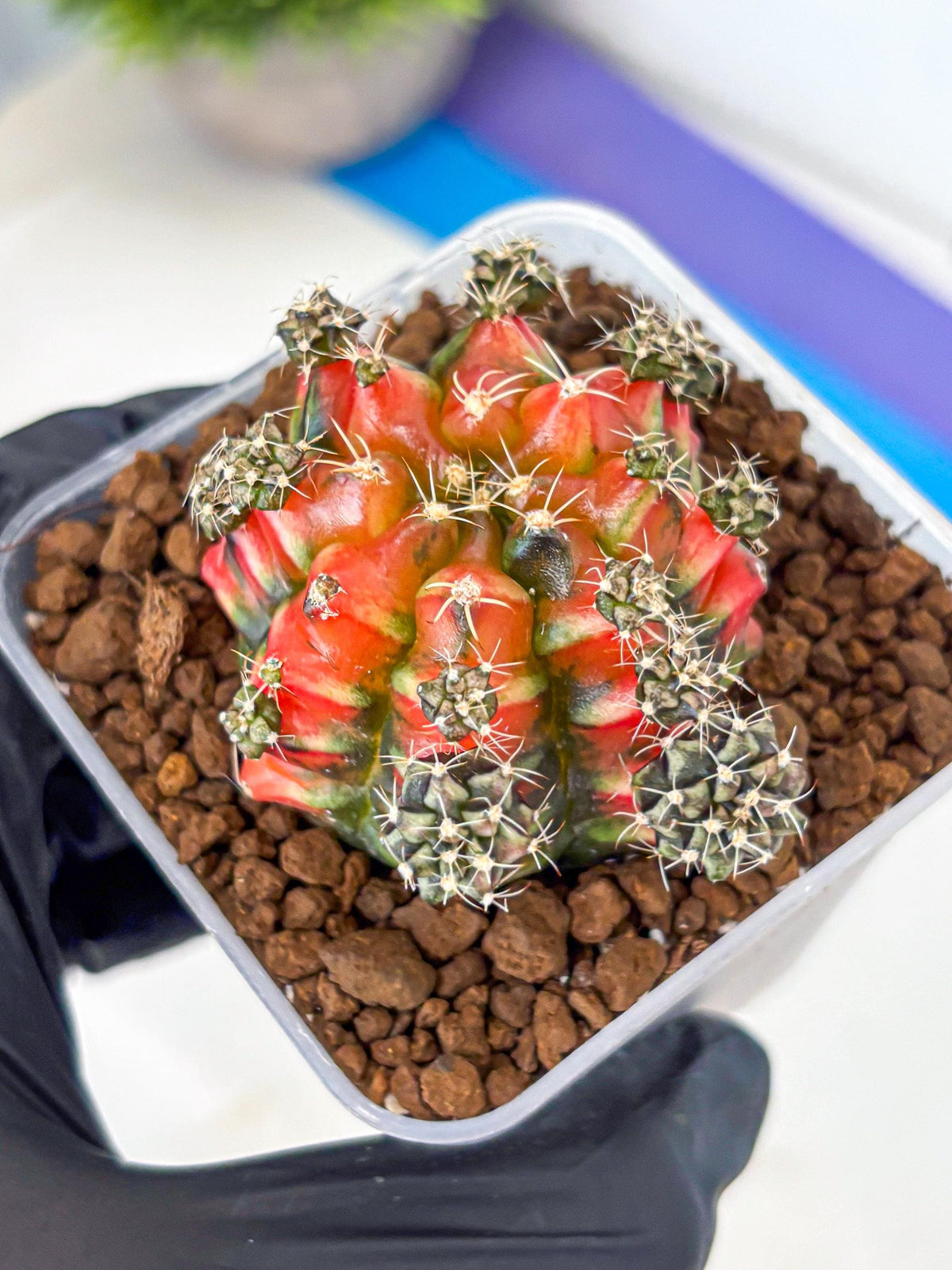 Gymnocalycium Sergeant Sam (gy11) (4) | Collector’s Edition