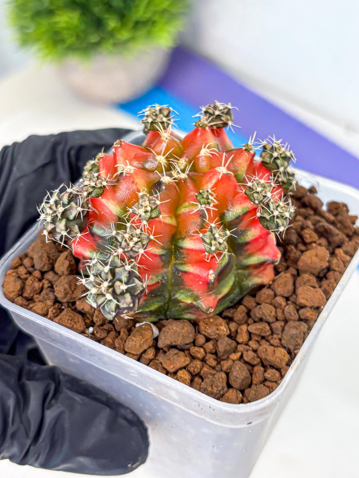 Gymnocalycium Sergeant Sam (gy11) (4) | Collector’s Edition
