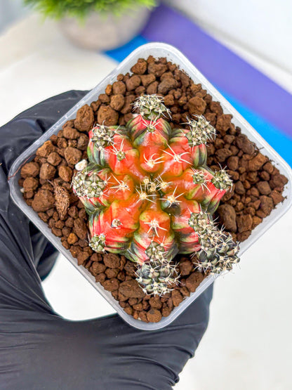 Gymnocalycium Sergeant Sam (gy11) (4) | Collector’s Edition