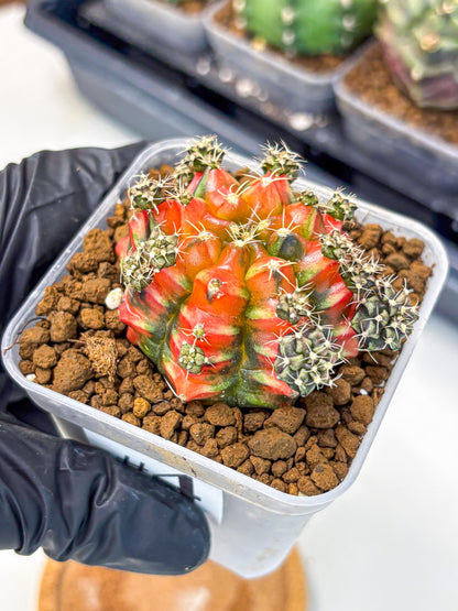 Gymnocalycium Sergeant Sam (gy11) (4) | Collector’s Edition