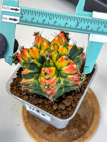 Gymnocalycium T31115 (gy11) (6) | Collectable Plant