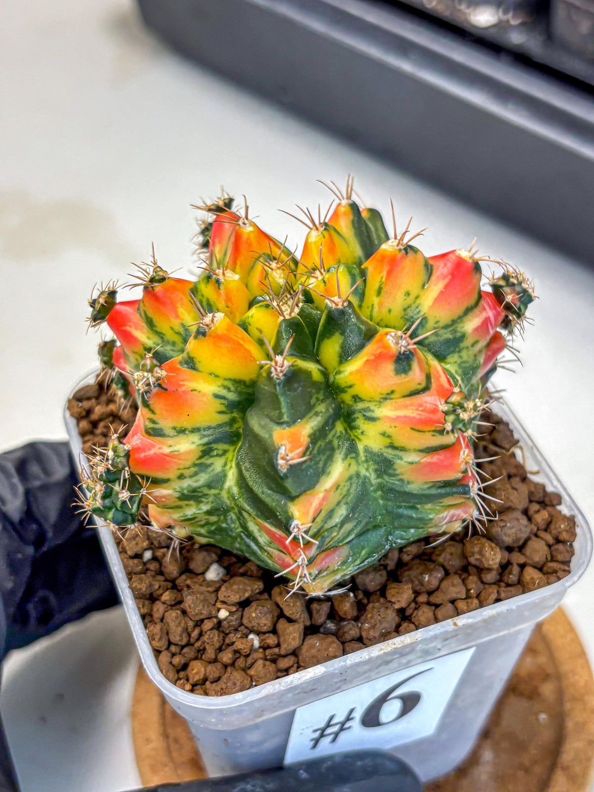 Gymnocalycium T31115 (gy11) (6) | Collectable Plant