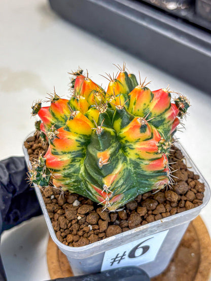 Gymnocalycium T31115 (gy11) (6) | Collectable Plant