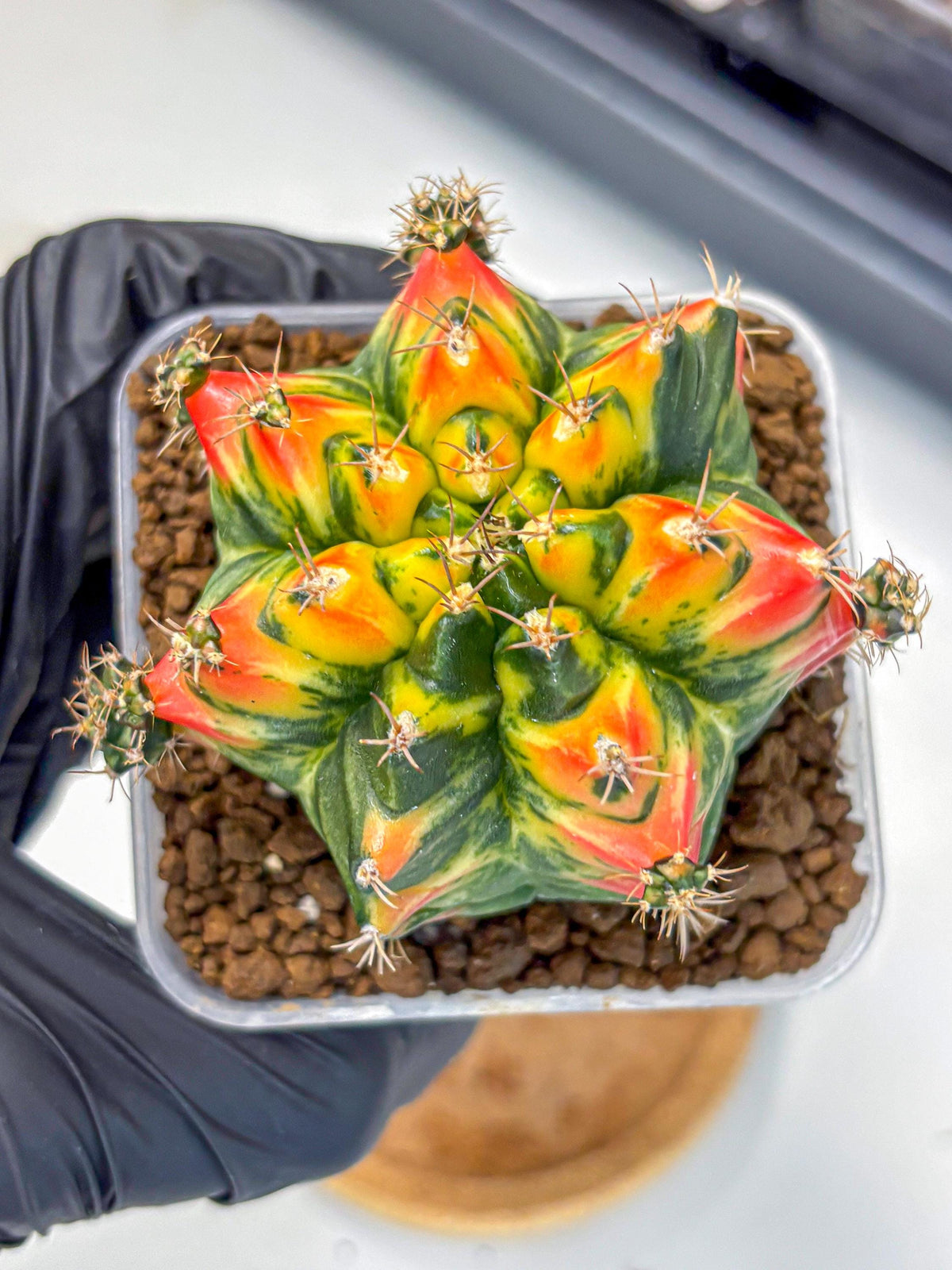 Gymnocalycium T31115 (gy11) (6) | Collectable Plant