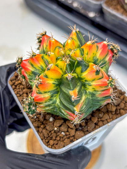 Gymnocalycium T31115 (gy11) (6) | Collectable Plant