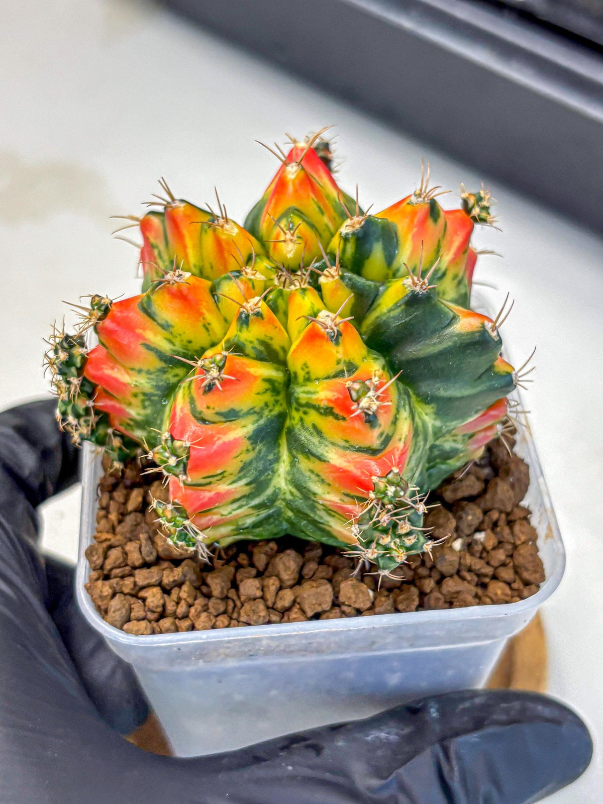 Gymnocalycium T31115 (gy11) (6) | Collectable Plant