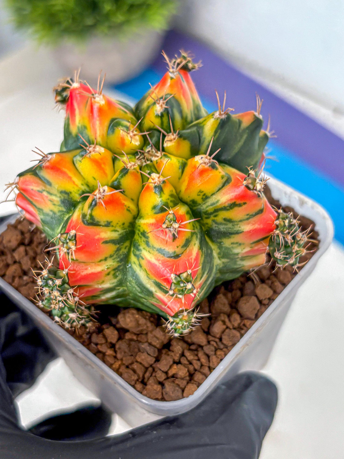 Gymnocalycium T31115 (gy11) (6) | Collectable Plant