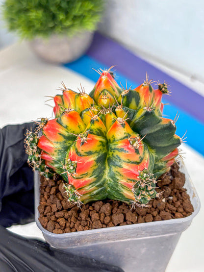 Gymnocalycium T31115 (gy11) (6) | Collectable Plant