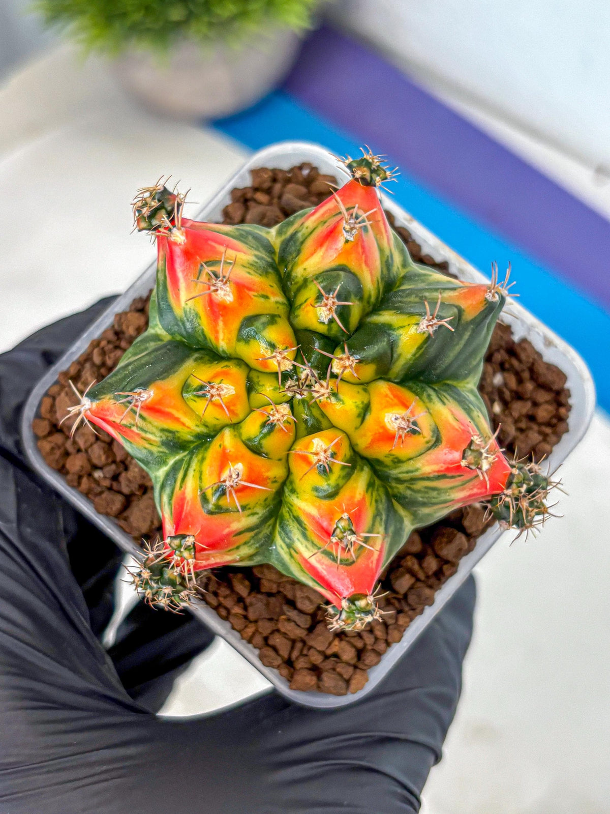 Gymnocalycium T31115 (gy11) (6) | Collectable Plant