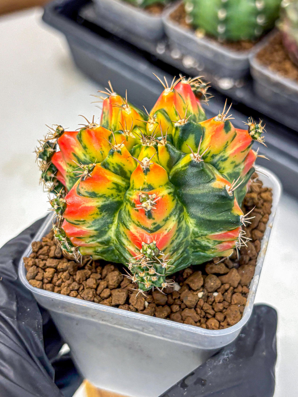 Gymnocalycium T31115 (gy11) (6) | Collectable Plant