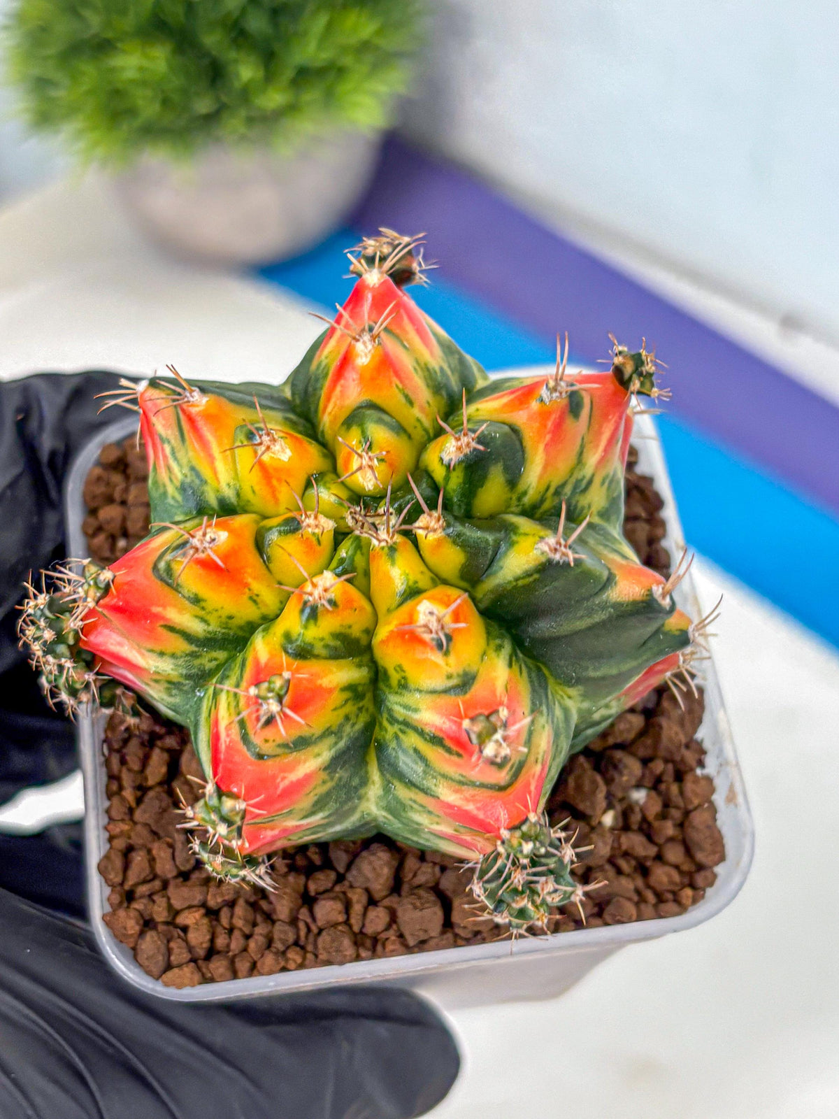 Gymnocalycium T31115 (gy11) (6) | Collectable Plant