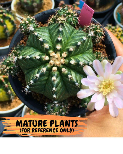 Gymnocalycium White Witcher (gy11) (9) | Collectable Plant