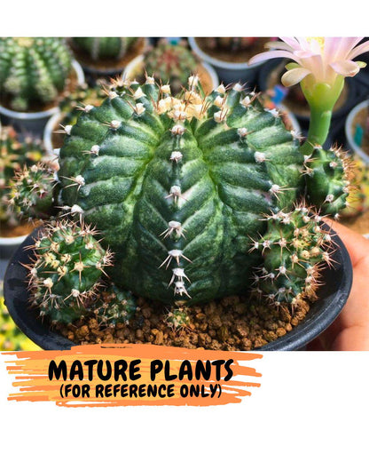 Gymnocalycium White Witcher (gy11) (8) | Collectable Plant