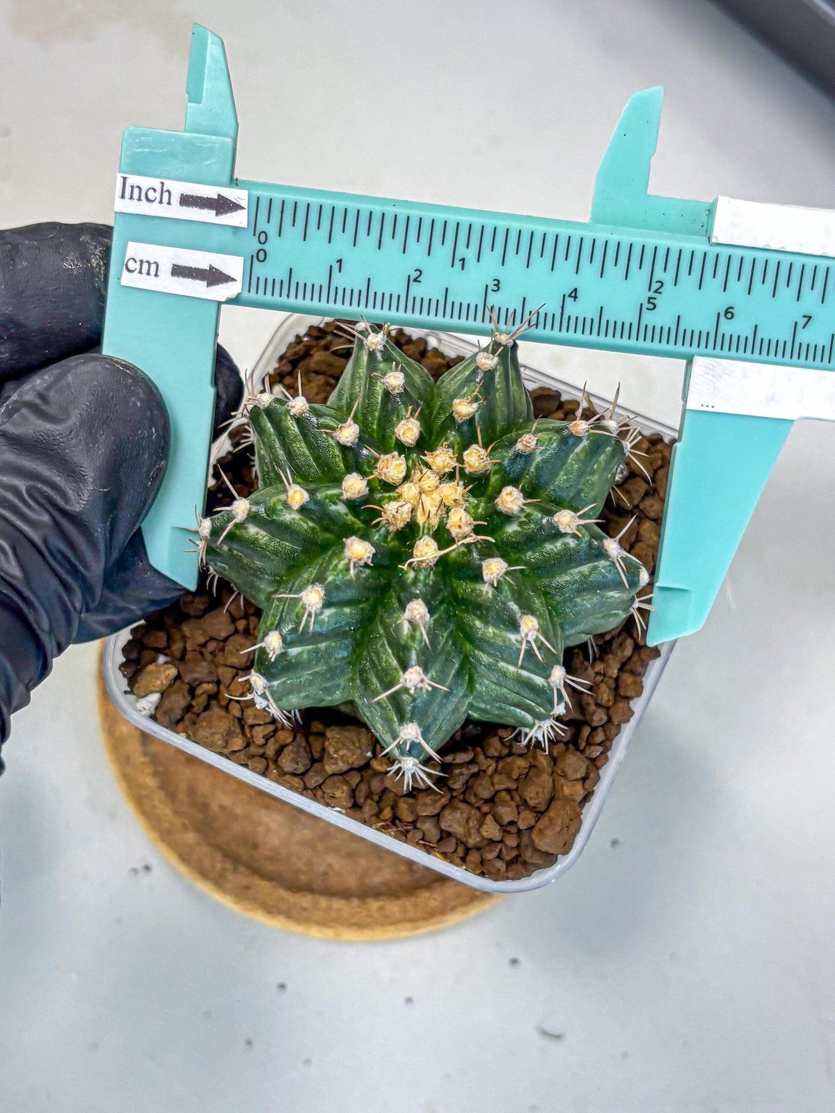 Gymnocalycium White Witcher (gy11) (8) | Collectable Plant