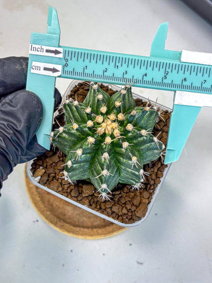 Gymnocalycium White Witcher (gy11) (8) | Collectable Plant