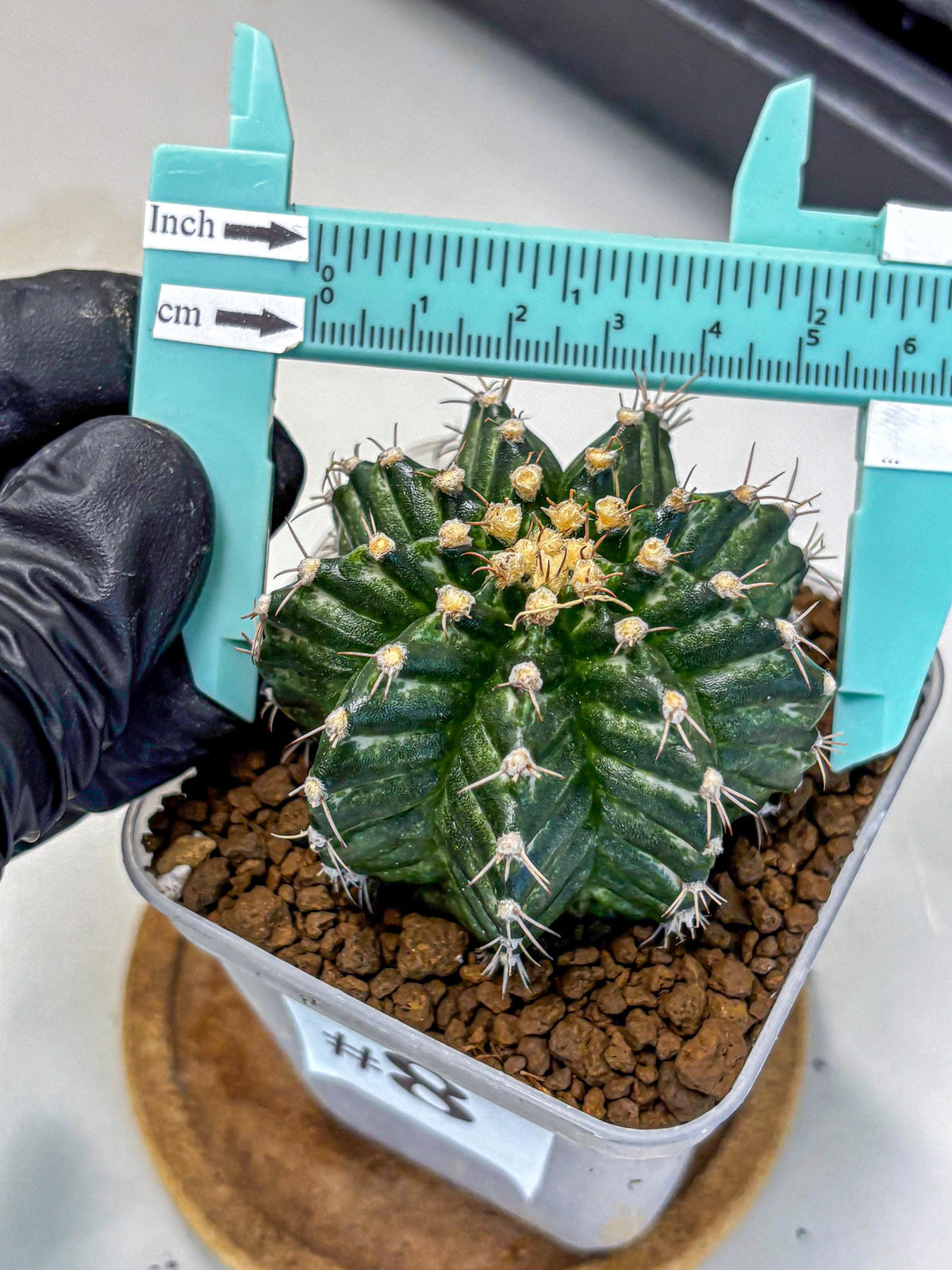 Gymnocalycium White Witcher (gy11) (8) | Collectable Plant