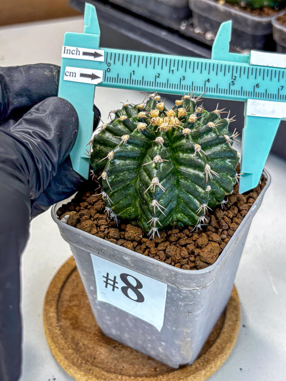 Gymnocalycium White Witcher (gy11) (8) | Collectable Plant